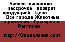 Бизнес шиншилла, рассрочка - возврат продукцией › Цена ­ 4 500 - Все города Животные и растения » Грызуны и Рептилии   